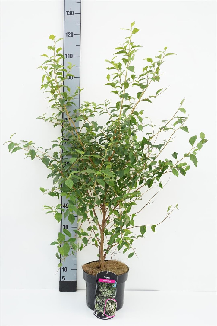 Japoninis stirakas (Lot Styrax japonicus)  C6,5/P24 50-60 CM