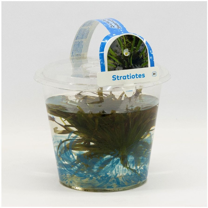 Aštrys (Lot Stratiotes in)  PLASTIC POT