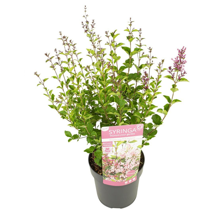 Alyvos (Lot Syringa) 'Pink Perfume' C3/P19 20-25 CM