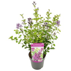 Alyvos (Lot Syringa) 'Bloomerang Purple' C3/P19 20-25 CM