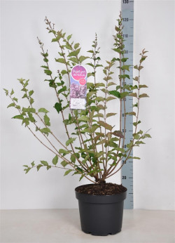 Alyvos (Lot Syringa) 'Josee' C10 70-90 CM - nuotrauka 1