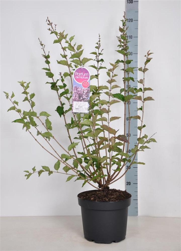 Alyvos (Lot Syringa) 'Josee' C10 70-90 CM