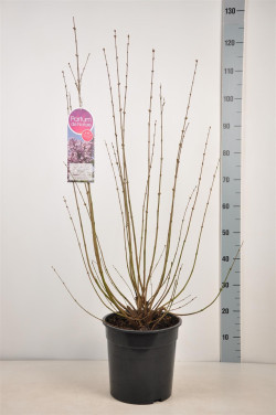 Alyvos (Lot Syringa) 'Josee' C10 70-90 CM - nuotrauka 2