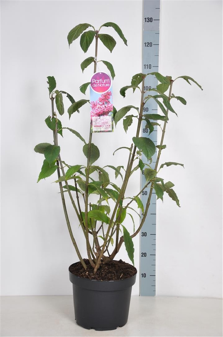 Alyvos (V) (Lot Syringa (V)) 'Miss Canada' C10 70-90 CM 4+ Branches