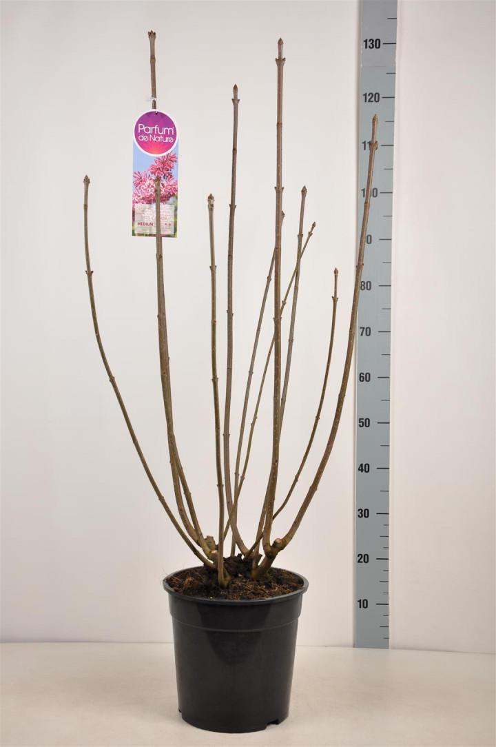 Alyvos (V) (Lot Syringa (V)) 'Miss Canada' C10 70-90 CM 4+ Branches