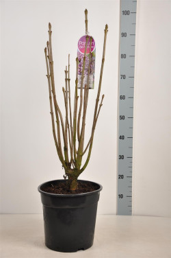 Alyvos (V) (Lot Syringa (V)) 'Minuet' C10 60-80 CM - nuotrauka 2