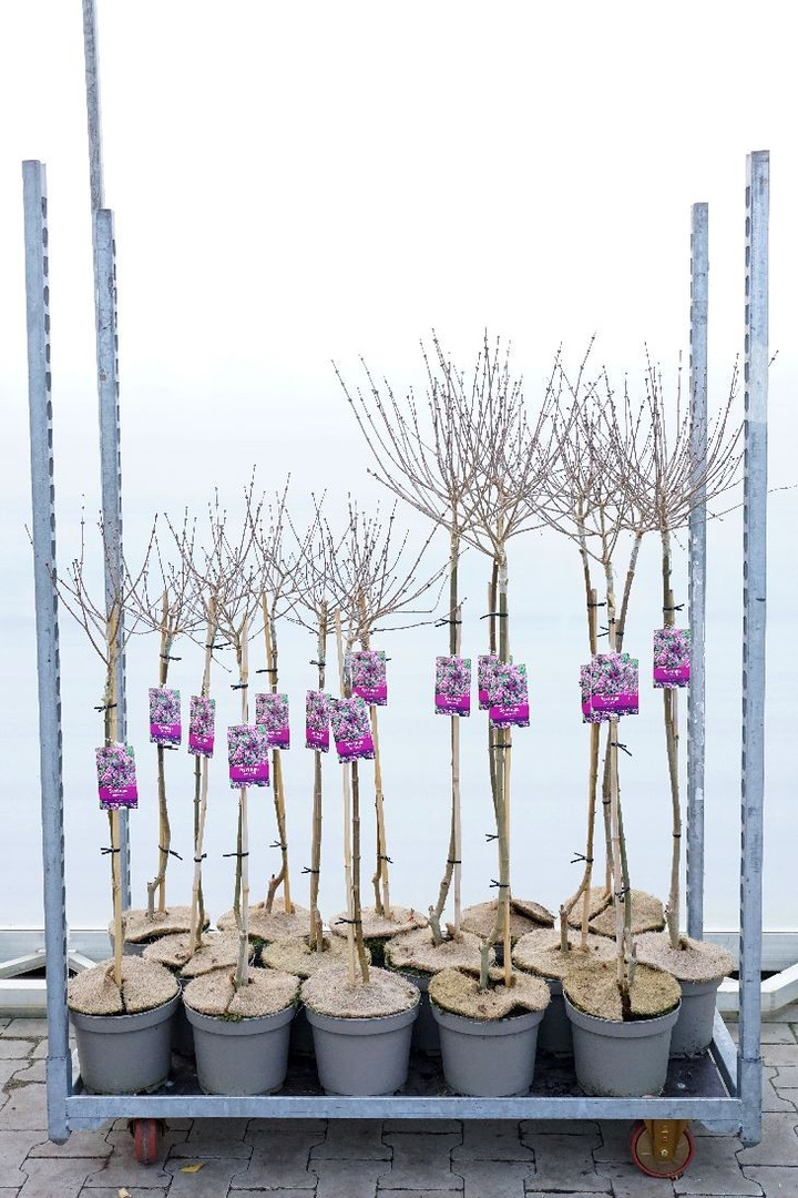 Alyva mejerio (Lot Syringa meyeri) 'Palibin' MIX CC STEMS