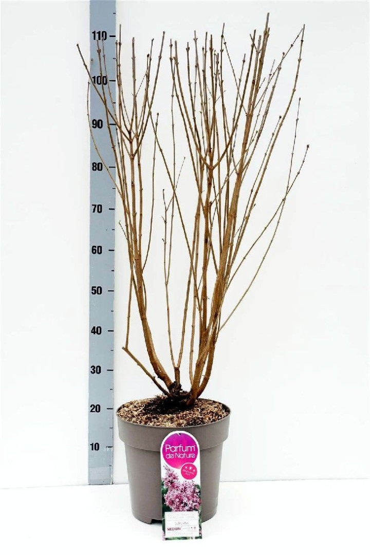 Alyvos smulkialapės (Lot Syringa microphylla) 'Superba' C10 70-90 CM 6+ Branches