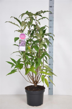 Alyvos (V) (Lot Syringa (V)) 'Royalty' C10 70-90 CM 4+ Branches - nuotrauka 1
