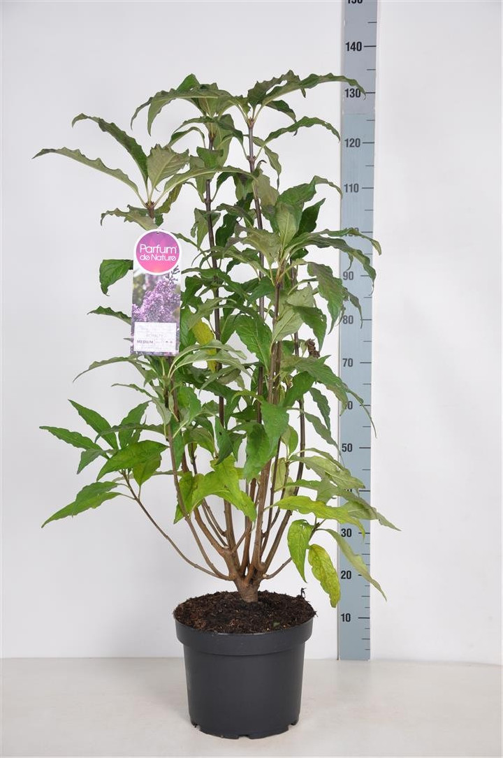Alyvos (V) (Lot Syringa (V)) 'Royalty' C10 70-90 CM 4+ Branches
