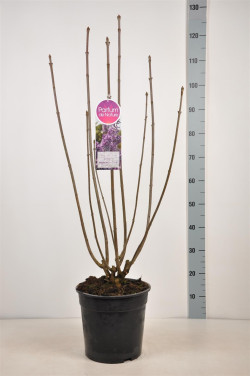 Alyvos (V) (Lot Syringa (V)) 'Royalty' C10 70-90 CM 4+ Branches - nuotrauka 2