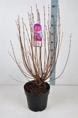 Alyvos (Lot Syringa) 'Tinkerbelle' C10 70-90 CM