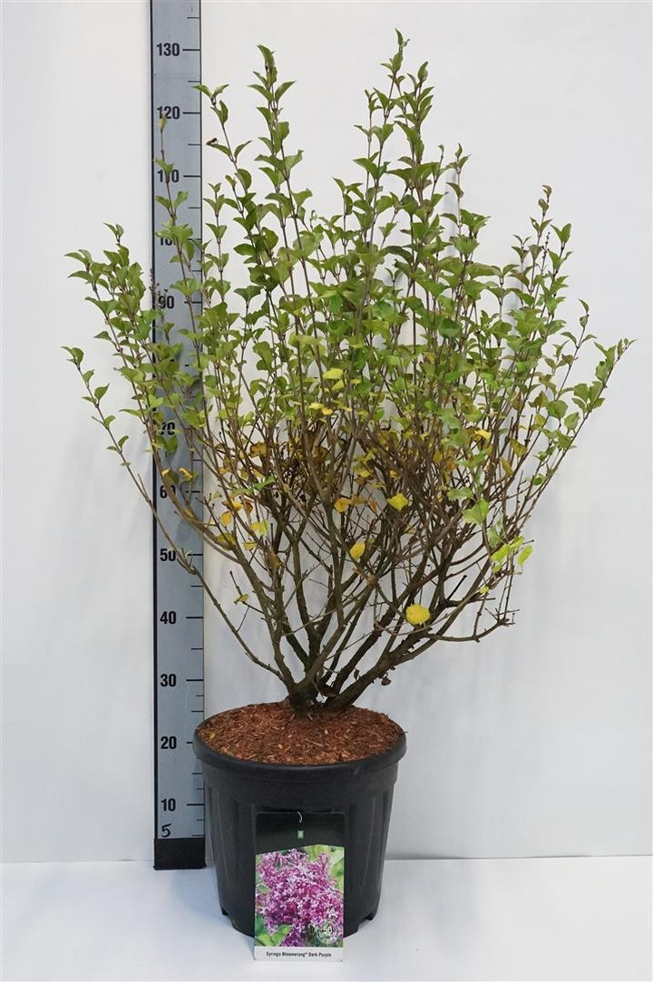 Alyva paprastoji (Lot Syringa v.) 'Dark Purple' C15 60-80 CM