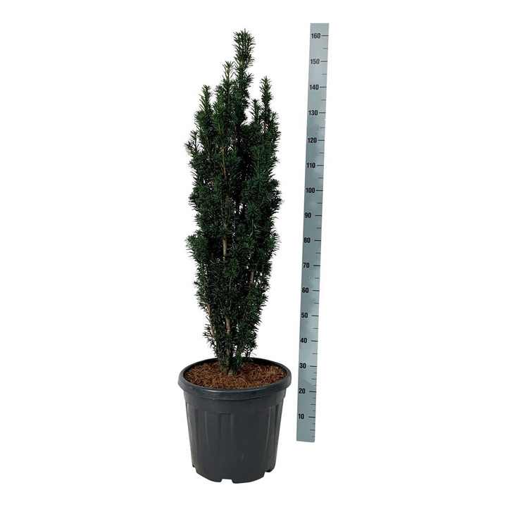 Kukmedis europinis (Lot Taxus b.) 'Black Tower' C30 100-125CM EXTRA