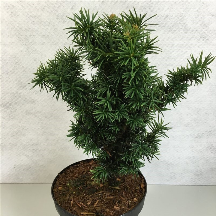 Kukmedis europinis (Lot Taxus b.) 'Cristata' C5/P23 25-30 CM