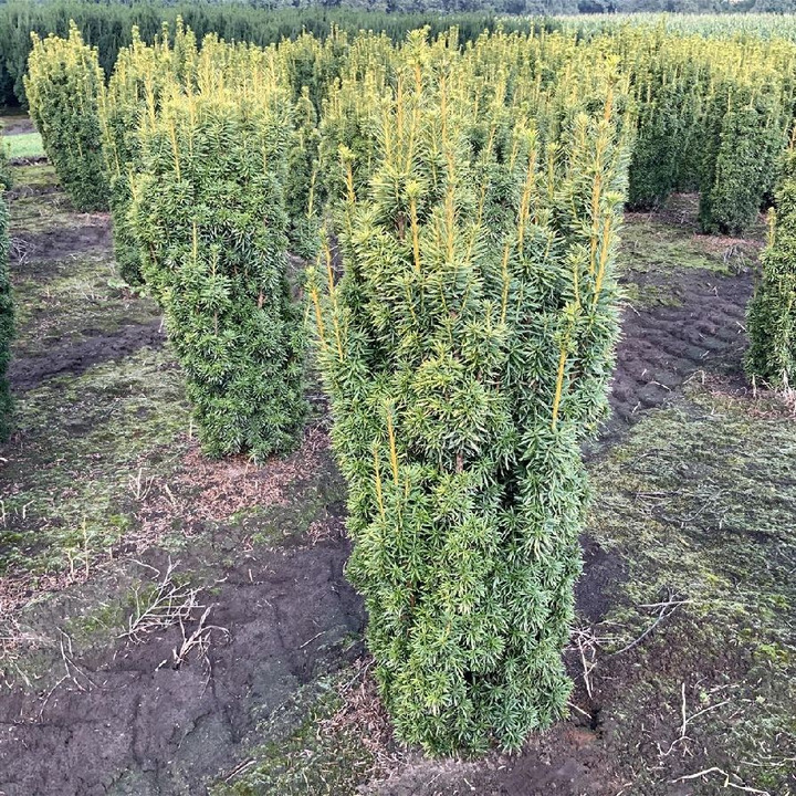 Kukmedis europinis (Lot Taxus b.) 'David' 80-100 CM RB  EXTRA