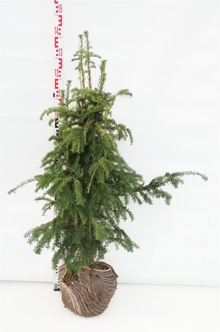 Kukmedis europinis (Lot Taxus b.) 'Dovastoniana' 100/+ CM RB