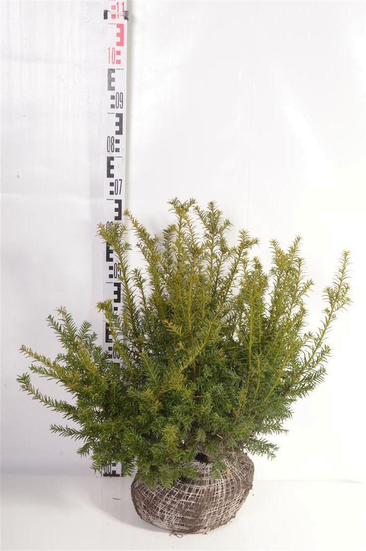 Kukmedis europinis (Lot Taxus b.) 'Elegantissima' 50-60 CM RB