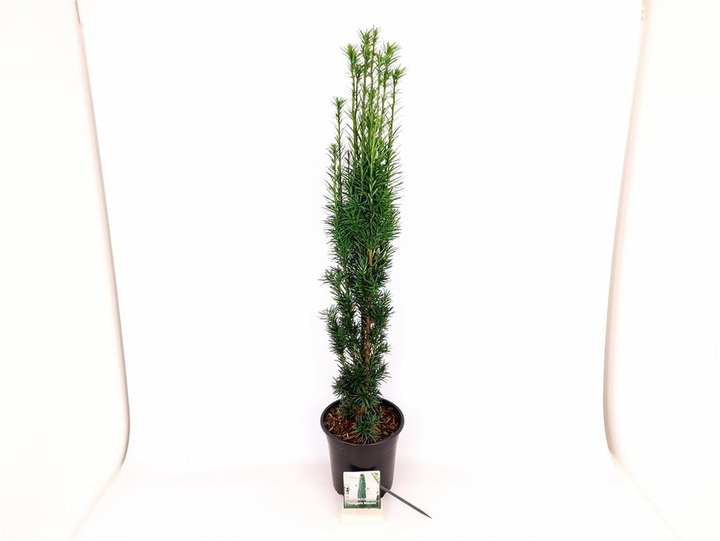 Kukmedis europinis (Lot Taxus b.) 'Fastigiata Robusta' C5/P23 80-100 CM