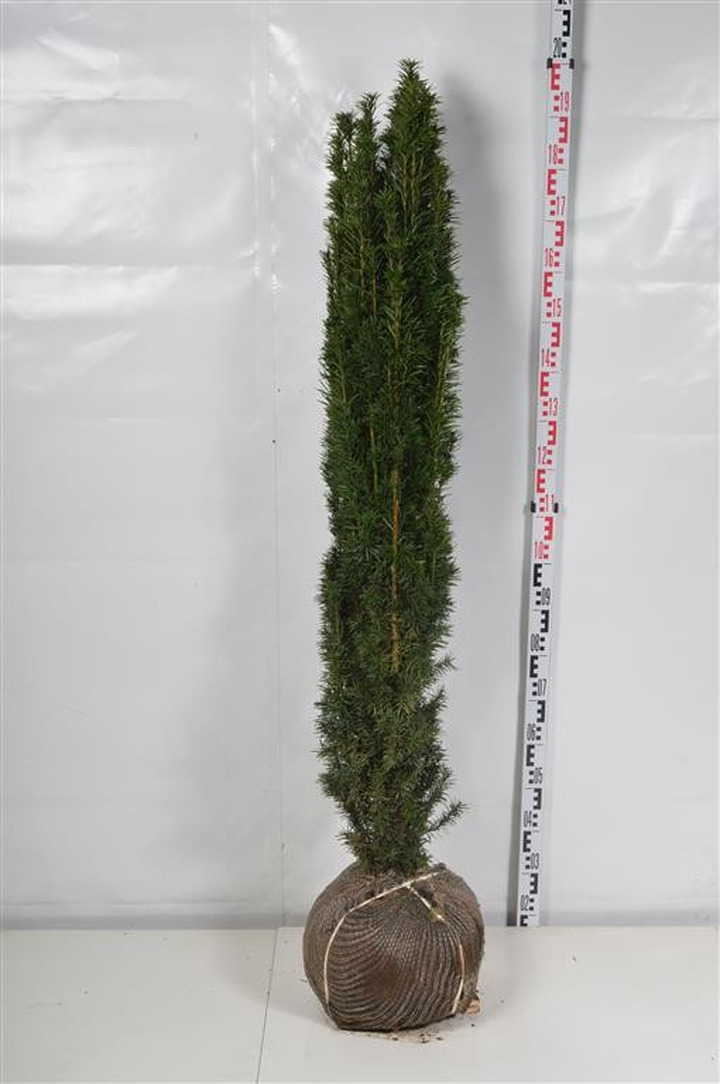 Kukmedis europinis (Lot Taxus b.) 'Fastigiata Robusta' 140-160 CM RB  EXTRA