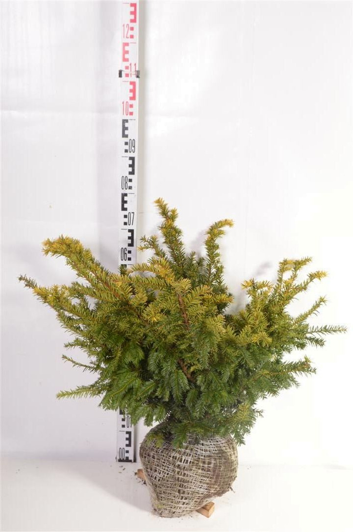 Kukmedis europinis (Lot Taxus b.) 'Goud Elsje' 50-60 CM RB
