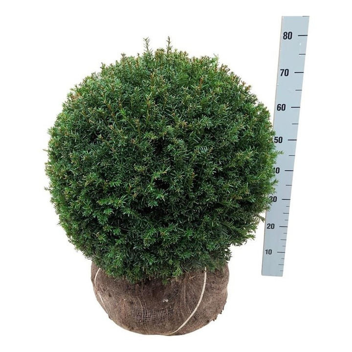 Kukmedis europinis (Lot Taxus b.) 'Hopken's Gigant' 50-55 CM BALL RB EXTRA