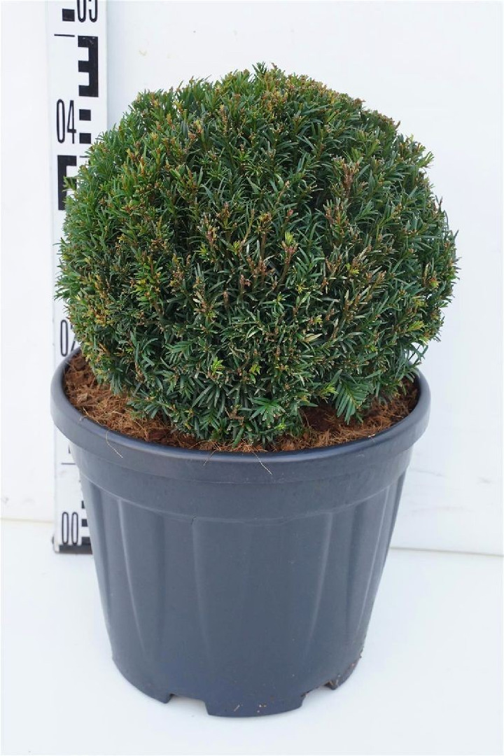 Kukmedis europinis (Lot Taxus b.) 'Hopken's Gigant' 30/+ CM BALL C12