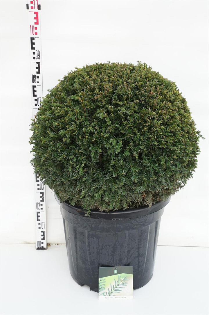 Kukmedis europinis (Lot Taxus b.) 'Hopken's Gigant' 60-70 CM BOL C55 EXTRA