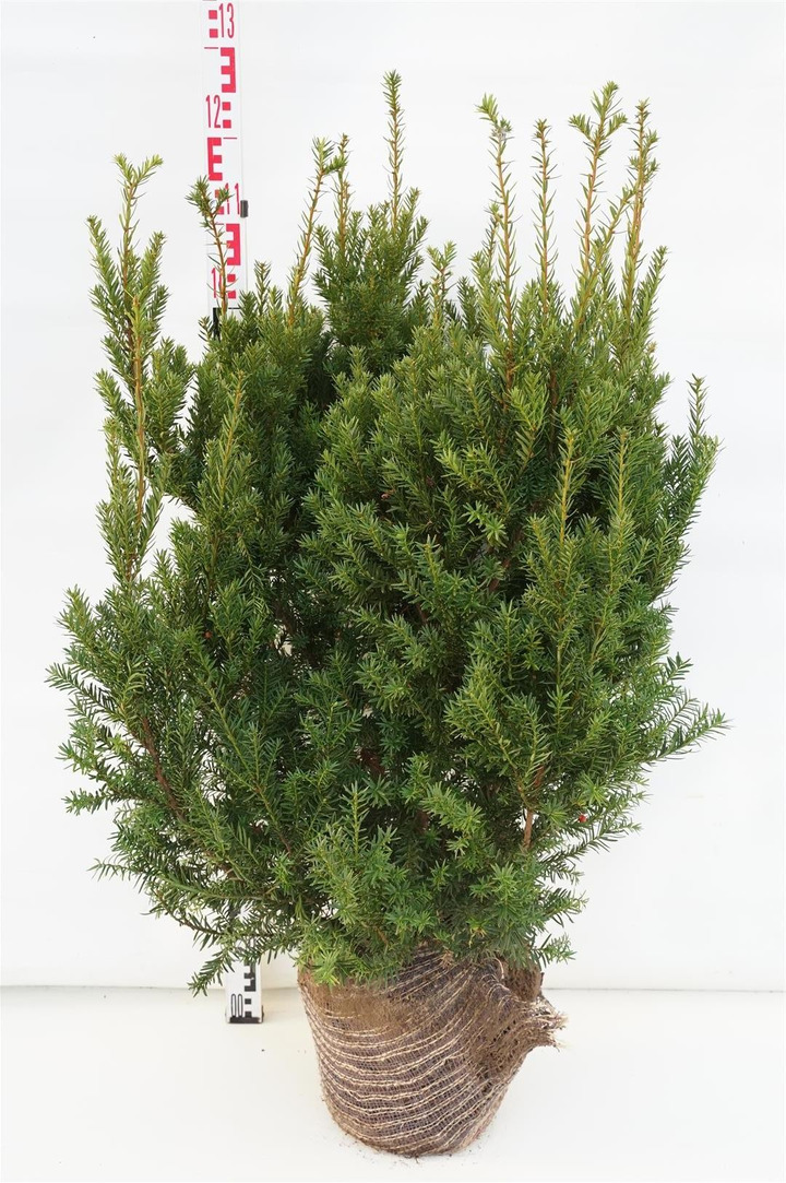 Kukmedis europinis (Lot Taxus b.) 'Nissen's Prasident' 80/+ CM RB