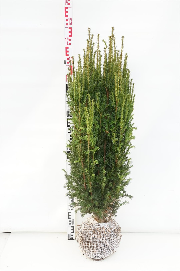 Kukmedis europinis (Lot Taxus b.) 'Overeynderi' 100-120 CM RB