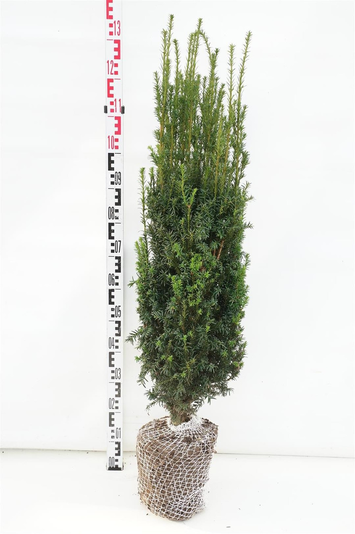 Kukmedis europinis (Lot Taxus b.) 'Overeynderi' 80-90 CM RB