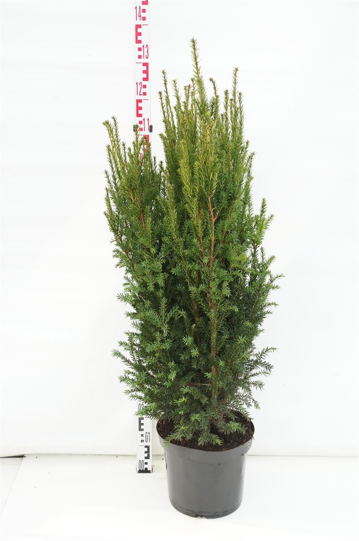 Kukmedis europinis (Lot Taxus b.) 'Overeynderi' C12 100-120 CM