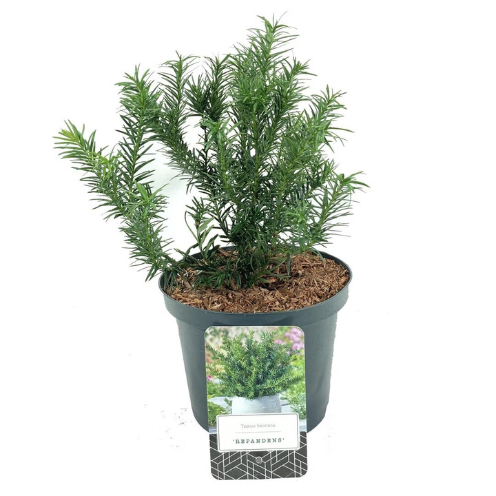 Kukmedis europinis (Lot Taxus b.) 'Repandens' C2,5/P18 20-25 CM