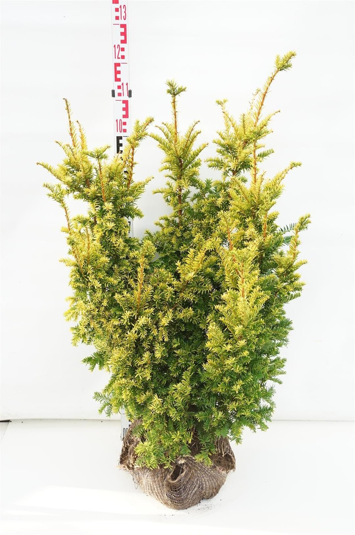 Kukmedis europinis (Lot Taxus b.) 'Semperaurea' 90-100 CM RB