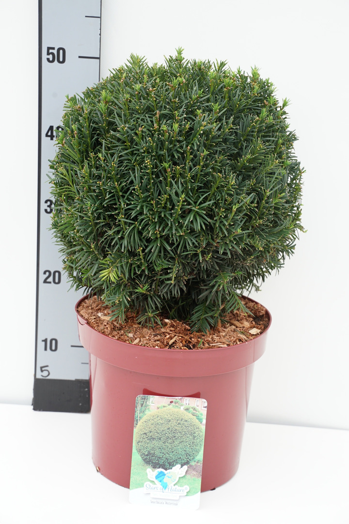 Kukmedis europinis (Lot Taxus b.) 'Westerstede' 25-C7,5/P26 30 CM BALL