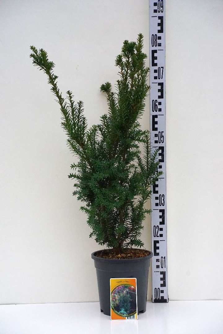 Kukmedis dygusis (Lot Taxus cuspidata)  C3/P19 50-60 CM