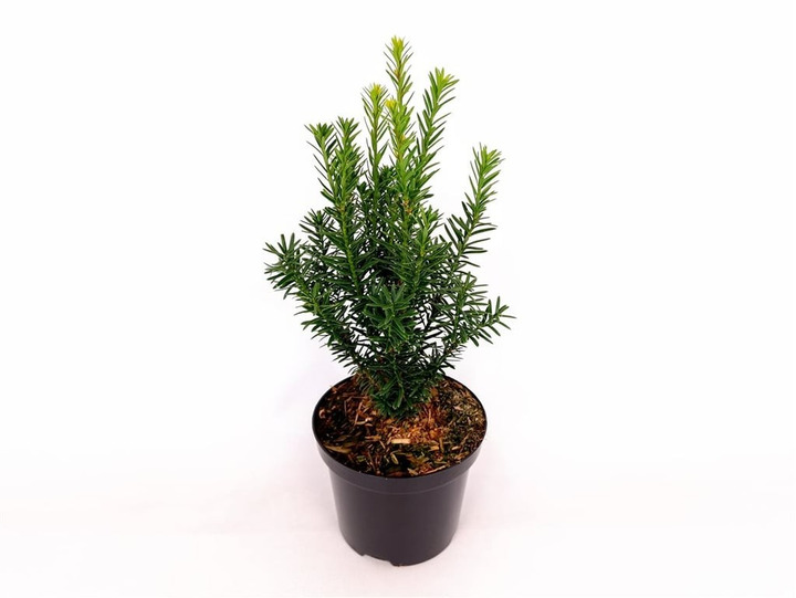 Kukmedis dygusis (Lot Taxus cuspidata)  C1,5/P15 30-40 CM