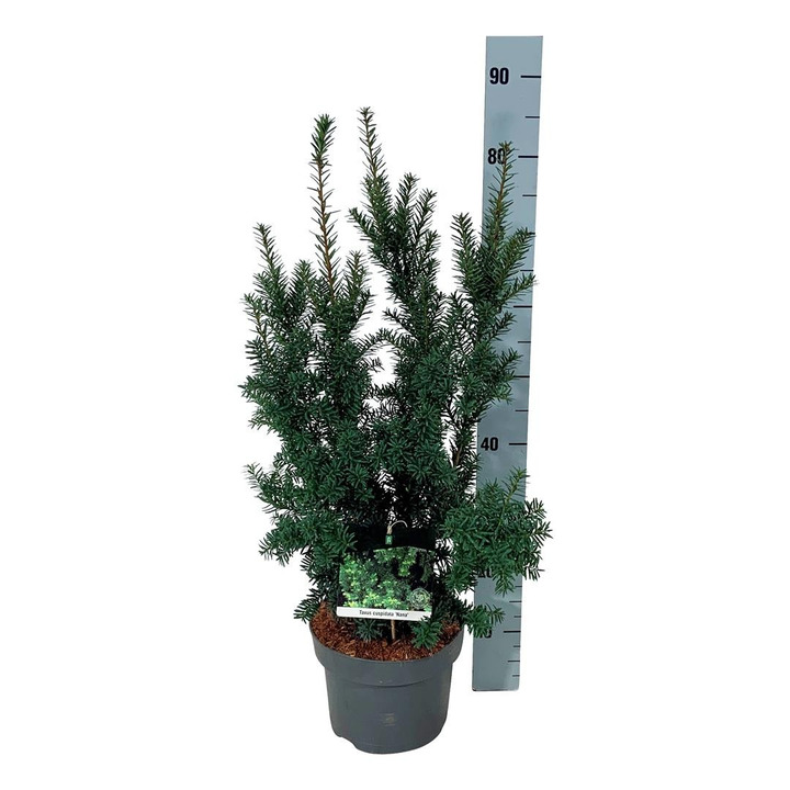 Kukmedis dygusis (Lot Taxus cuspidata)  C5/P23 60-80 CM