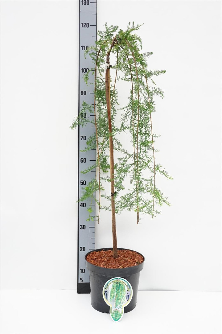 Taksodis dvieilis (Lot Taxodium distichum) 'Cascade Falls' C7,5/P26 STIEBAS 60 CM 2 YR