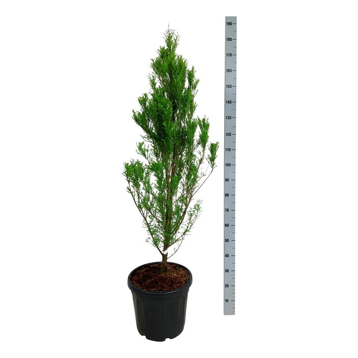 Taksodis dvieilis (Lot Taxodium dis.) 'Lindsey's Skywater' C30 125-150CM EXTRA