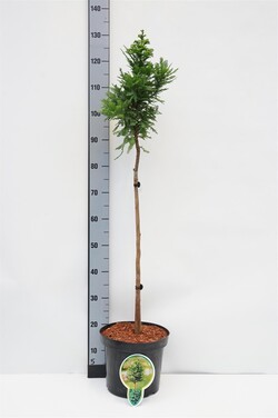 Taksodis dvieilis (Lot Taxodium distichum) 'Peve Minaret' C7,5/P26 STIEBAS 60 CM 2 YR