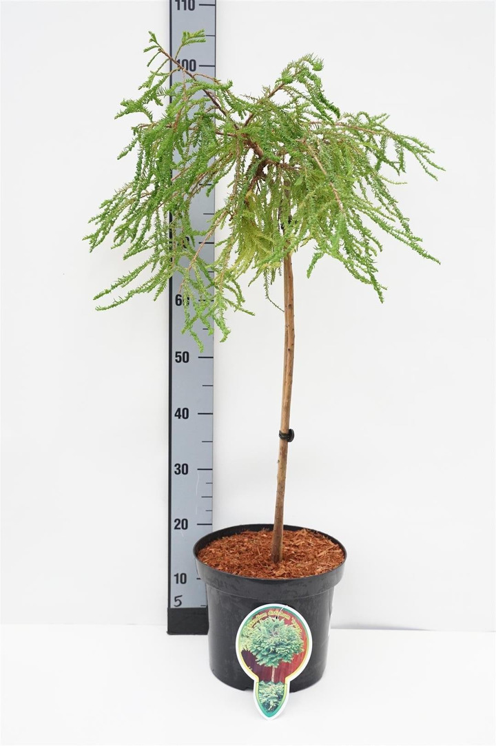 Taksodis dvieilis (Lot Taxodium distichum) 'Secrest' C7,5/P26 STIEBAS 60 CM 2 YR