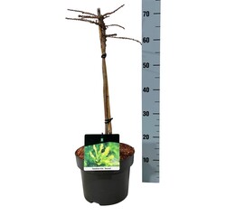 Taksodis dvieilis (Lot Taxodium distichum) 'Secrest' C5/P23 STIEBAS 40 CM - nuotrauka 1