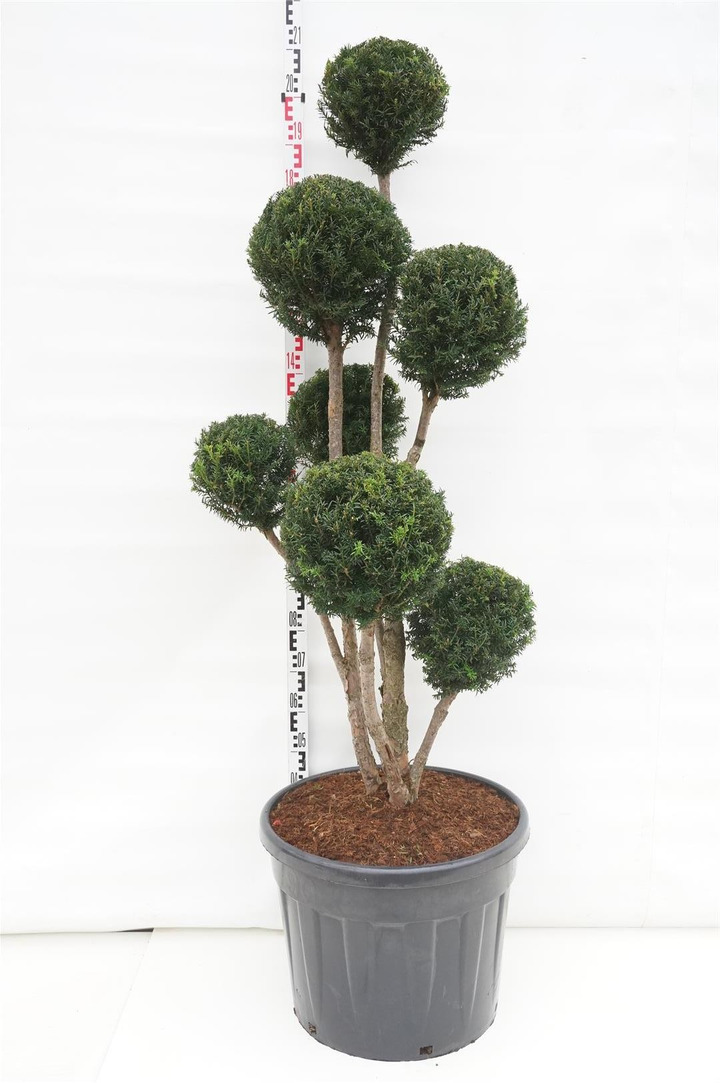 Kukmedis tarpinis (Lot Taxus media) 'Brownii' MULTIB. 125-150 C90