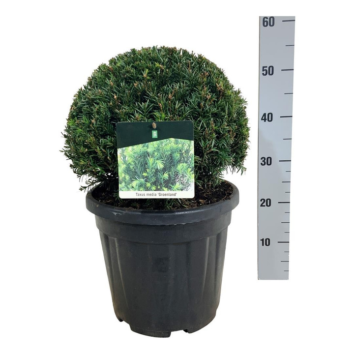 Kukmedis tarpinis (Lot Taxus media) 'Groenland' 35/+ CM BALL C15
