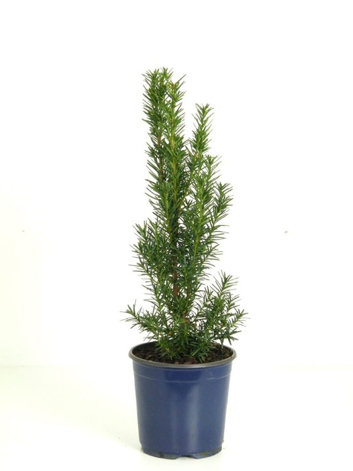 Kukmedis tarpinis (Lot Taxus media) 'Hillii' C1/P13 20-25 CM