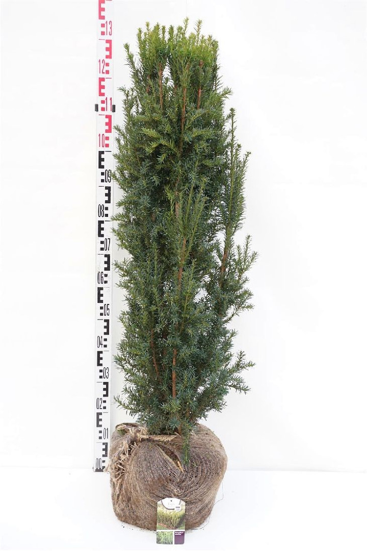 Kukmedis tarpinis (Lot Taxus media) 'Rising Star' 100-120 CM RB