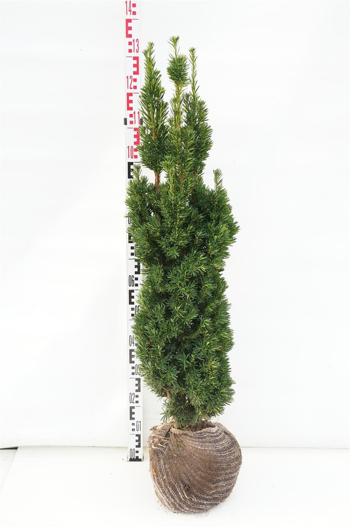 Kukmedis tarpinis (Lot Taxus media) 'Stricta Viridis' 90-100 CM RB