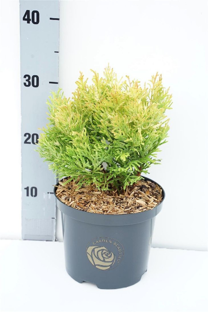 Tujenis kapoklinis (Lot Thujopsis d.) 'Solar Flare' C2,5/P18 15-20 CM