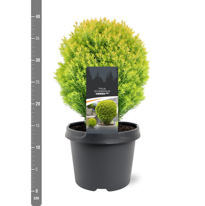 Tuja vakarinė (Lot Thuja occ.) 'Anniek' C3/P19 20-25 CM
